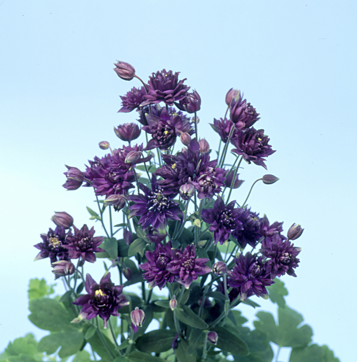 Aquilegia Vulgaris Clementine Dark Purple