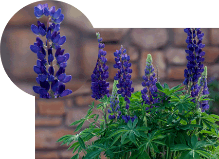Compo Lupinus 450px lowres