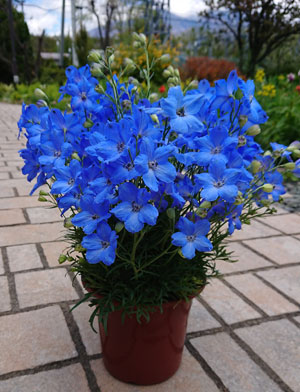 Dewy Blue Pot 1 Trim 300px2