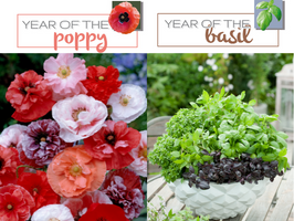 Year of the Poppy and Basil 2022
