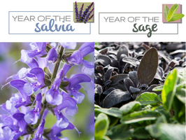 Year of the Salvia and Sage