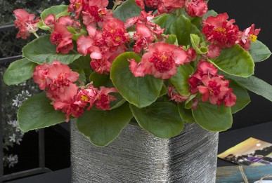 Begonia semperflorens F1  Fiona Red