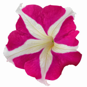 Petunia hybrida Rose Star thumbnail