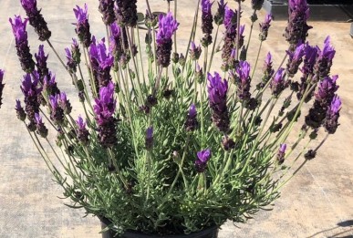 Lavandula stoechas  Violeta Purple XL.