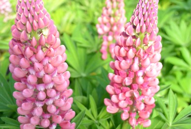 Lupinus polyphyllus Gallery Pure Pink