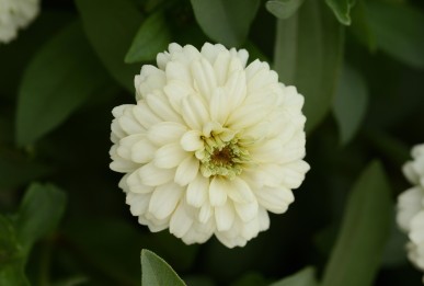 Zinnia marylandica Double Zahara White