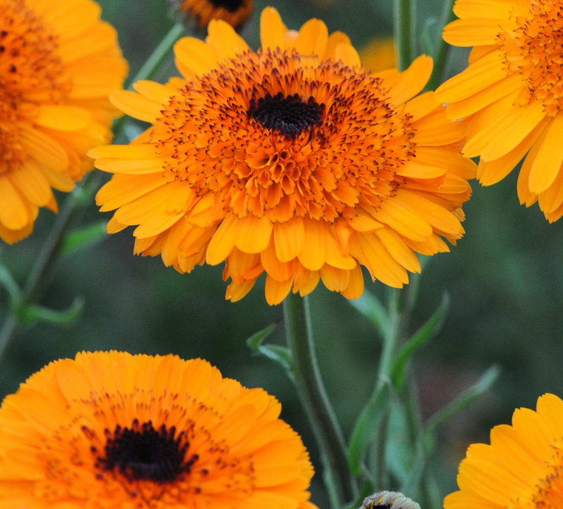 Calendula officinalis Crown Orange