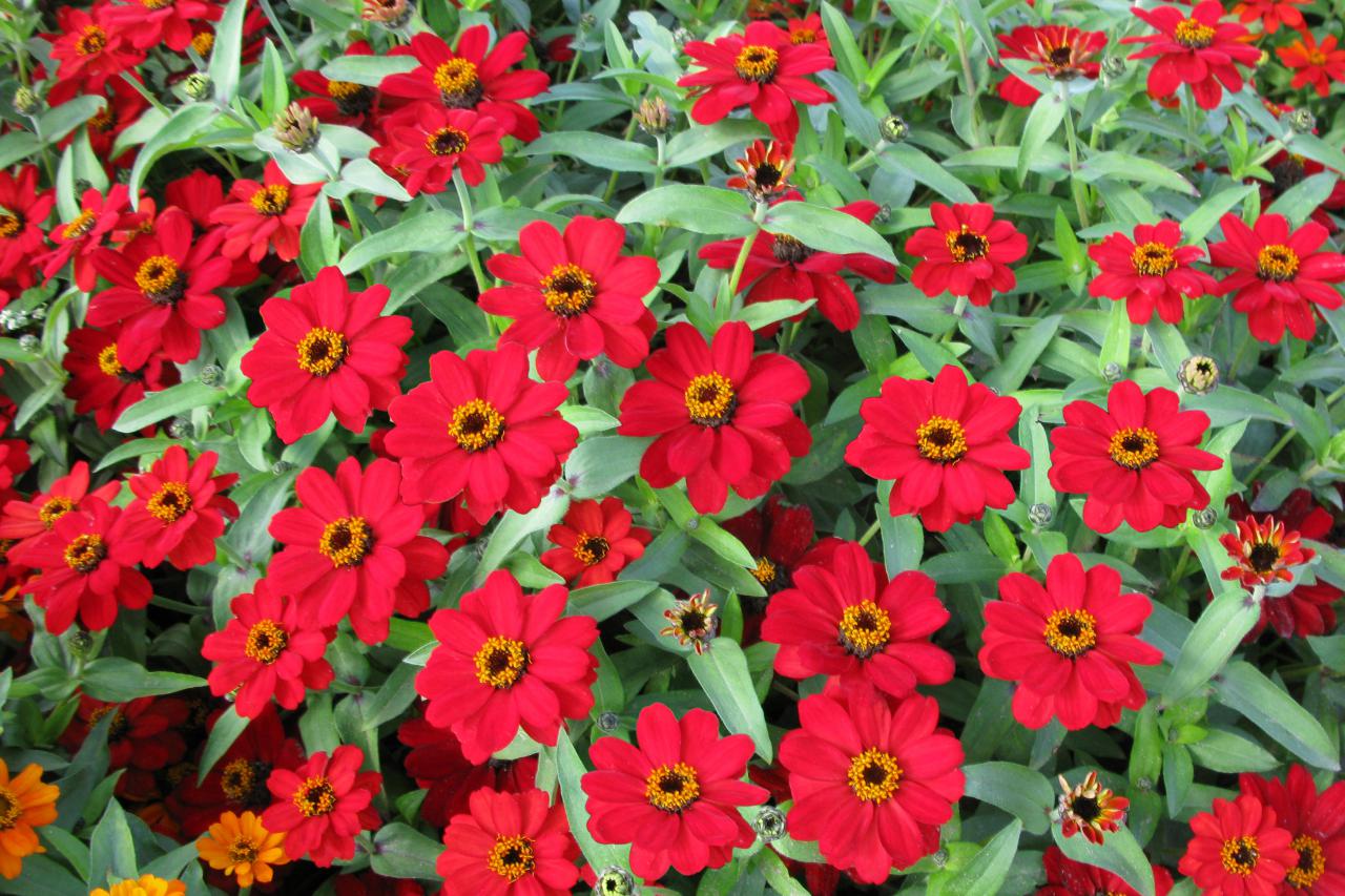 Image result for profusion red zinnias