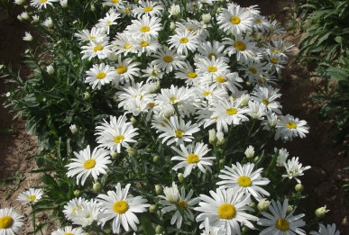 Chrysanthemum leucanthemum White Breeze