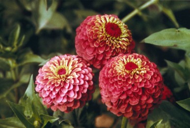 Zinnia elegans  Queeny Lime Red