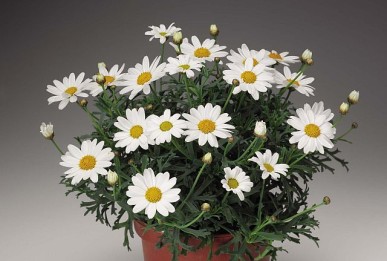 Argyranthemum frutescens Molimba Mini White (Argywhimi (P))