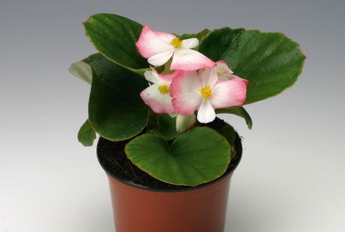 Begonia semperflorens Volumia Rose Bicolor