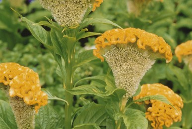 Celosia argentea cristata Bombay Yellow Gold
