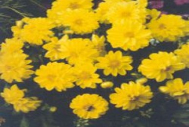 Dahlia variabilis  Sunny Yellow