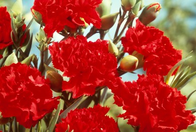 Dianthus caryophyllus  Scarlet Luminette