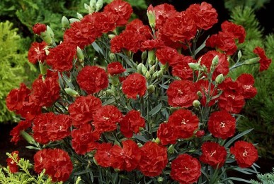 Dianthus caryophyllus Can Can Scarlet
