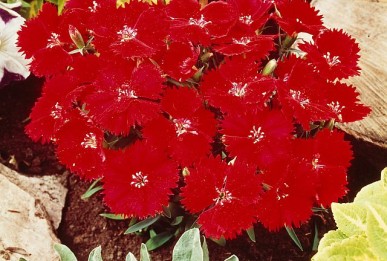 Dianthus chinensis  Scarlet Charms