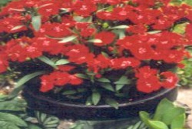 Dianthus hybrida  Telstar Crimson