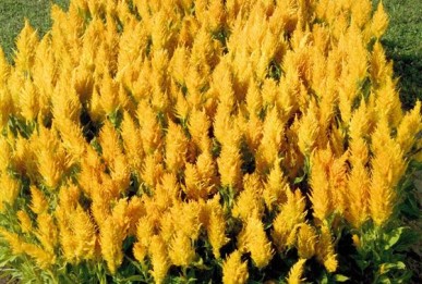 Celosia argentea plumosa Fresh Look Gold