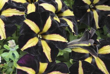 Petunia x hybrida  Phantom