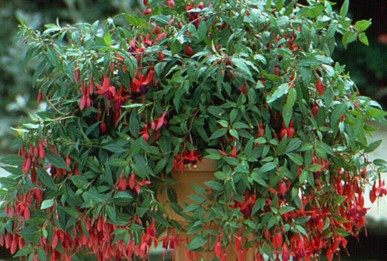 Fuchsia  Florabelle