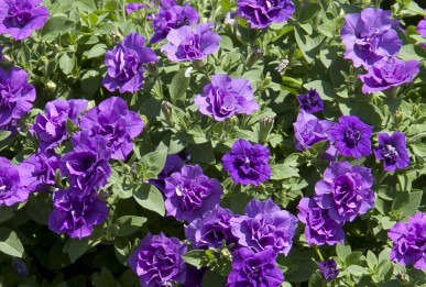 Petunia cultivars SweetSunshine® Provence