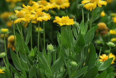 Gaillardia x grandiflora  Mesa Yellow