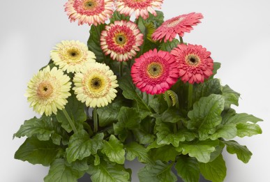 Gerbera jamesonii 'Cartwheel® Strawberry Twist'