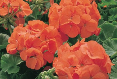 Pelargonium x hortorum  Orange Appeal
