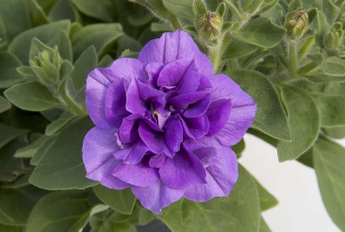 Petunia cultivars SweetSunshine® Provence