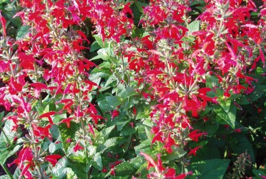 Salvia coccinea  Lady-in-Red