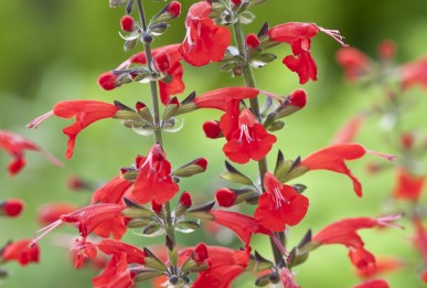 Salvia coccinea Summer Jewel Red