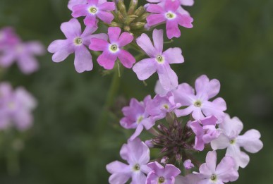 Verbena × hybrida Serenity Pink