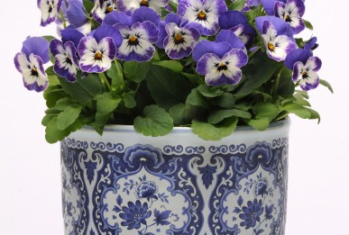 Viola cornuta Sorbet XP Delft Blue